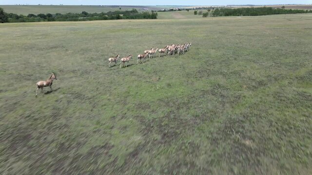 Aerial view on the herd of kulans walking in the stepe. Rewilding Europe in Ukraine released herd of Asiatic wild ass (Equus hemionus kulan) for acclimatization in quarantine zone of Tarutino steppe