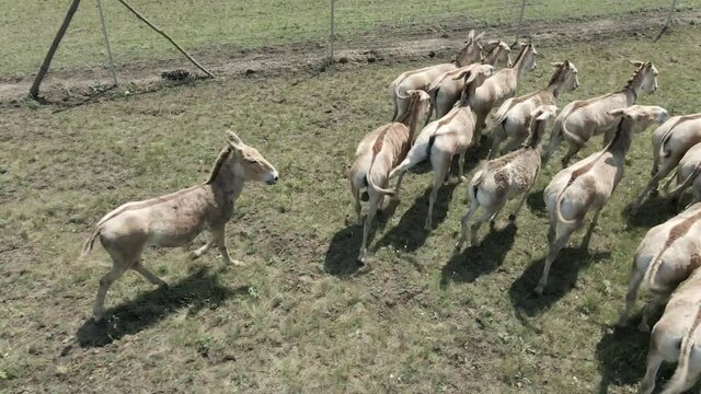 Aerial view on the herd of kulans rans along the fence. Rewilding Europe in Ukraine released herd of Asiatic wild ass (Equus hemionus kulan) for acclimatization in quarantine zone of Tarutino stepe