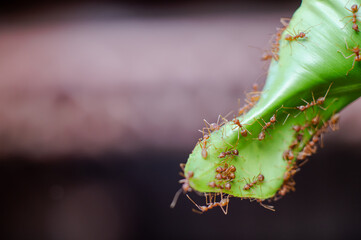 Fototapeta premium Red ants are helping to build a nest from large leaves.