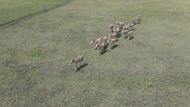 Aerial view on the herd of kulans rans near the fence. Rewilding Europe in Ukraine released herd of Asiatic wild ass (Equus hemionus kulan) for acclimatization in quarantine zone of Tarutino stepe