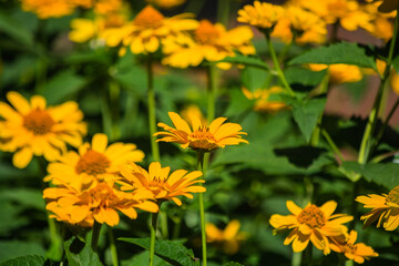 Yellow blooming heliopsis. Daisy-like flowers. Summer flowering.
