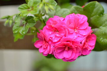 pink blooming geranium with rain drops close up