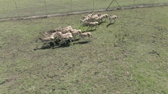 Aerial view on the herd of kulans walk along the fence. Rewilding Europe in Ukraine released herd of Asiatic wild ass (Equus hemionus kulan) for acclimatization in quarantine zone of Tarutino stepe