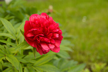 pink peony flower in bloom close up
