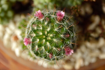 small blooming cactus close up