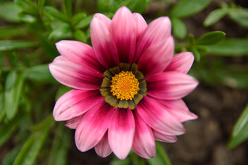 Obraz premium purple blooming treasure flowers (gazania) growing in the garden