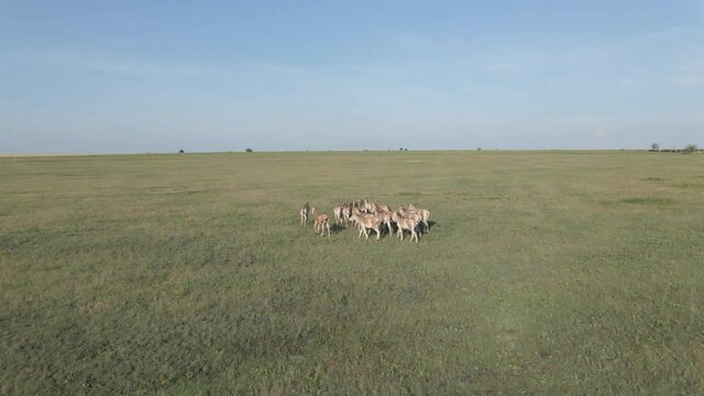 Aerial view on the herd of kulans walking in the stepe. Rewilding Europe in Ukraine released herd of Asiatic wild ass (Equus hemionus kulan) for acclimatization in quarantine zone of Tarutino steppe