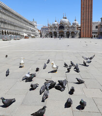 many pingeons in Saint Mark Square in Venice Italy without turis