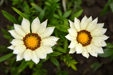 Obraz premium white blooming treasure flowers (gazania) growing in the garden