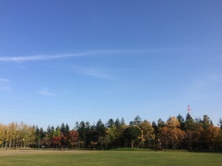 autumn trees with a blue sky