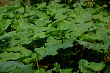 the green ladyfinger plant