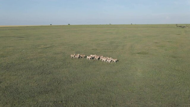 Aerial view on the herd of kulans runs in the stepe. Rewilding Europe in Ukraine released herd of Asiatic wild ass (Equus hemionus kulan) for acclimatization in quarantine zone of Tarutino steppe