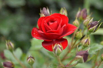 blooming red rose close up