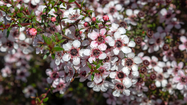 Manuka Flowers In Full Bloom (Taupo City, New Zealand)