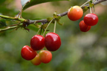 branch of ripe cherries close up