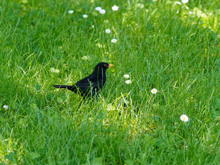 (Turdus merula) Un merle noir sautillant dans l'herbe
