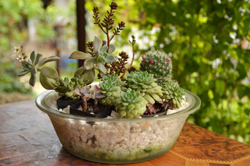 succulent plants in the glass flower pot