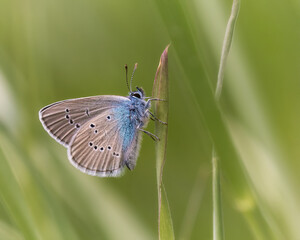 Mazarine Blue butterfly on grass