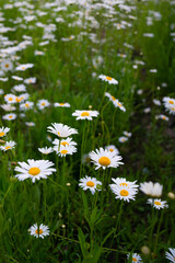 Fototapeta premium Close shot of white wild flowers in a park.