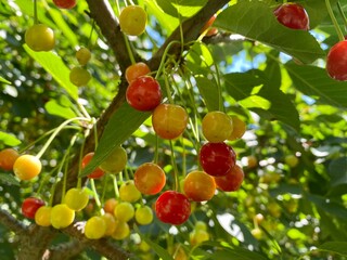 red cherries on a tree