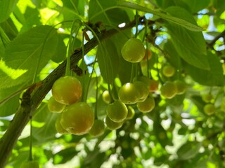 green olives on tree