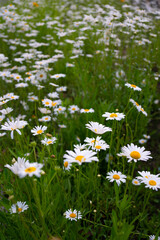 Close shot of white wild flowers in a park.