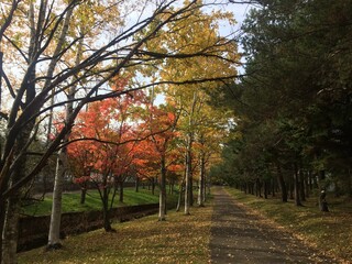 autumn white birch walkway