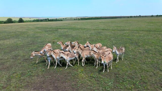 Aerial view on the herd of kulans walking in the stepe. Rewilding Europe in Ukraine released herd of Asiatic wild ass (Equus hemionus kulan) for acclimatization in quarantine zone of Tarutino steppe