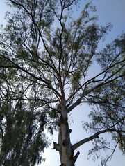 Tree with sky view