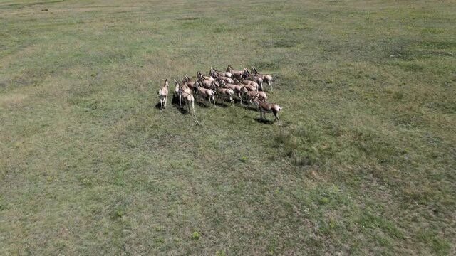 Aerial view on the herd of kulans goes in the stepe. Rewilding Europe in Ukraine released herd of Asiatic wild ass (Equus hemionus kulan) for acclimatization in quarantine zone of Tarutino steppe