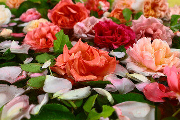 Rose buds in aqua water