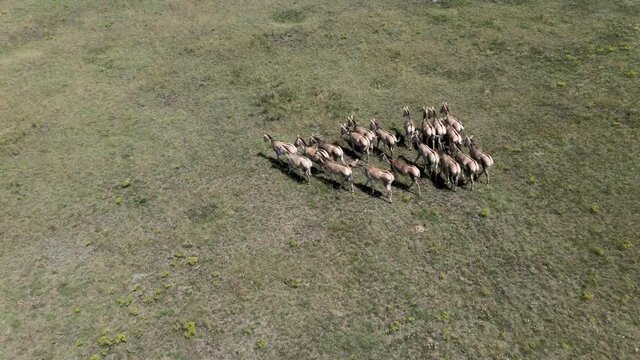 Aerial view on the herd of kulans goes in the stepe. Rewilding Europe in Ukraine released herd of Asiatic wild ass (Equus hemionus kulan) for acclimatization in quarantine zone of Tarutino steppe