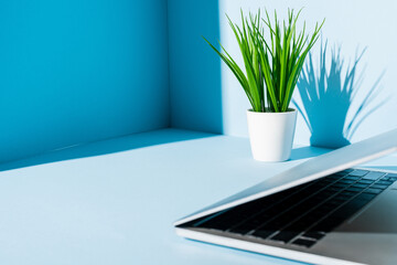 modern laptop on blue workplace with green plant