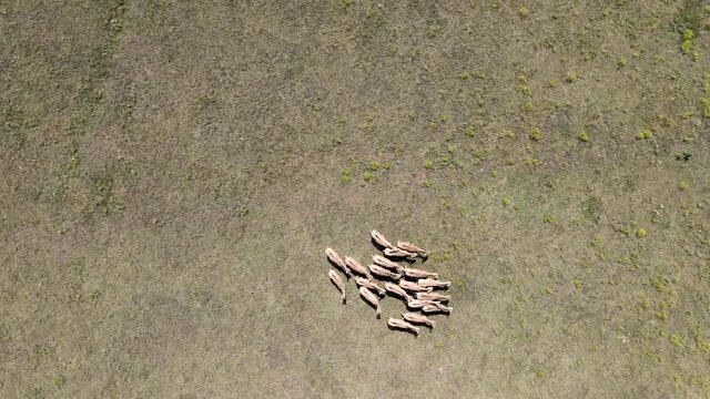 Aerial view on the herd of kulans walking in the stepe. Rewilding Europe in Ukraine released herd of Asiatic wild ass (Equus hemionus kulan) for acclimatization in quarantine zone of Tarutino steppe