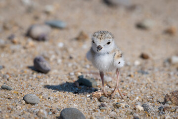 Piping plover baby has a tick on its tiny wing