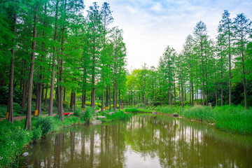 A water pine forest along a lake, shot in Expo park in Shanghai, China.