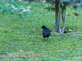 (Turdus merula) Un merle noir sautillant dans l'herbe la tête penchée à l'affût de petits vers