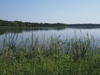 Reed and view to breeding pond in european Goczalkowice town at Silesian district in Poland. clear blue sky in 2020 warm sunny spring day on June.