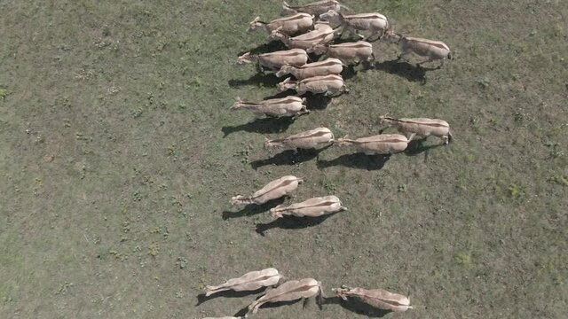 Aerial view on the herd of kulans goes in the stepe. Rewilding Europe in Ukraine released herd of Asiatic wild ass (Equus hemionus kulan) for acclimatization in quarantine zone of Tarutino steppe