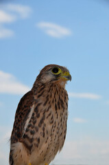 A young Falcon against the sky. Portrait. Little Falcon. Wild bird. Predator, game birds,  up close.