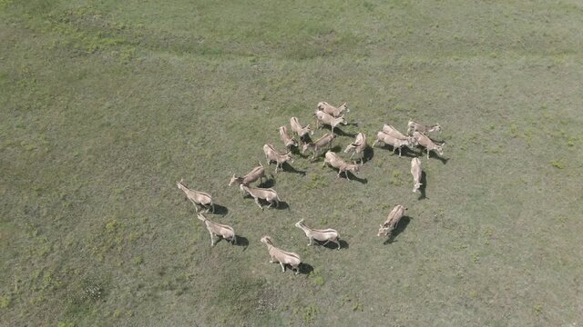 Aerial view on the herd of kulans goes in the stepe. Rewilding Europe in Ukraine released herd of Asiatic wild ass (Equus hemionus kulan) for acclimatization in quarantine zone of Tarutino steppe
