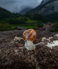 Snail Schnecke Macro Makro with mountains background Berge im Hintergrund 