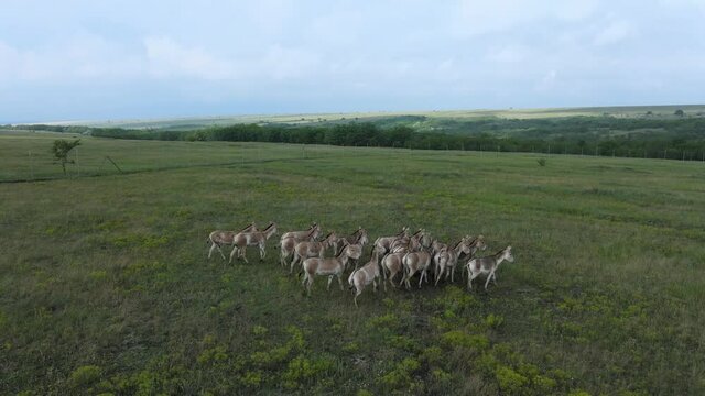 Aerial view on the herd of kulans walking in the stepe. Rewilding Europe in Ukraine released herd of Asiatic wild ass (Equus hemionus kulan) for acclimatization in quarantine zone of Tarutino steppe