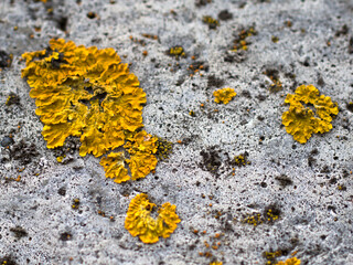 common yellow orange lichen on concrete. The yellowish lichen grows on a rock.