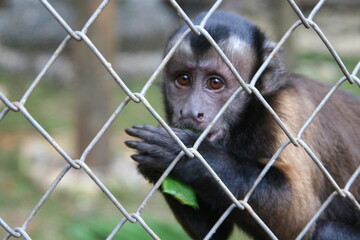 captive monkey inside a cage