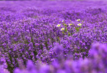 Chamomile plant in the middle of a purple lavender field 