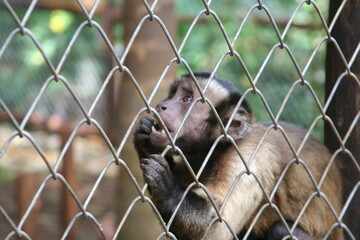 captive monkey inside a cage