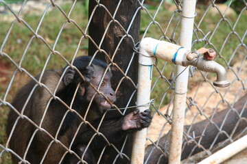 captive monkey inside a cage