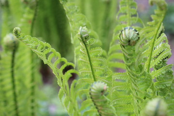 Beautyful ferns leaves green foliage natural floral fern background in sunlight. close up