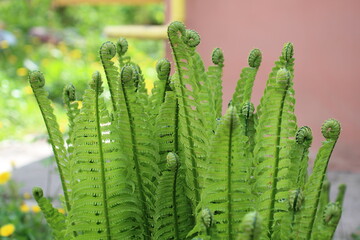 Beautyful ferns leaves green foliage natural floral fern background in sunlight. close up